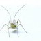 Square_avatar