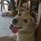 Square_doggss_1324989192