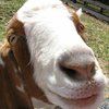 Debbie the Vegan