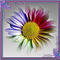 Square_avatar